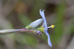 Nash's blue-eyed grass